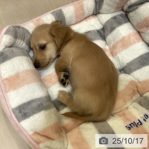 カニーンヘン・ダックスフンドの写真