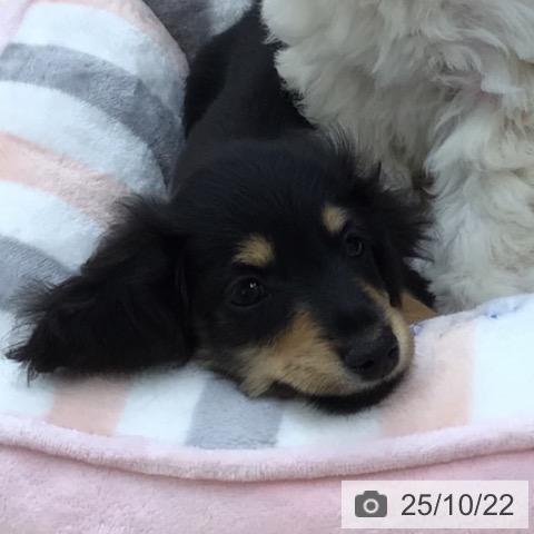 カニーンヘン・ダックスフンドの写真