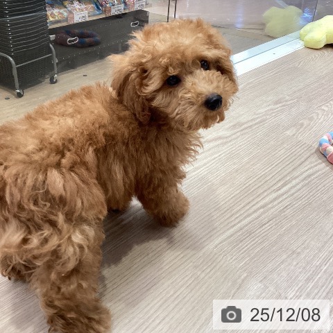 トイ・プードルの写真