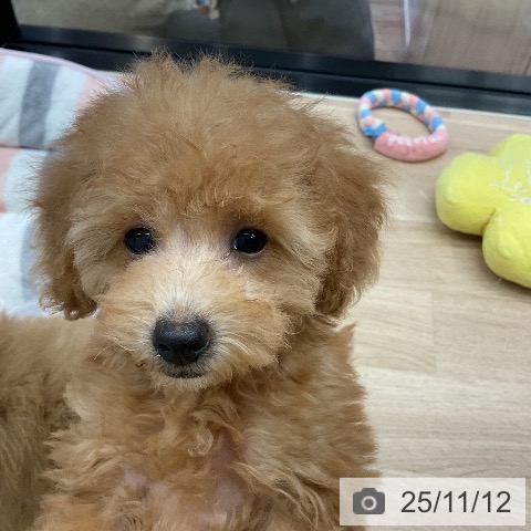 神奈川県のトイプードル(トイ) (ペットプラス 川崎ルフロン店/2025年8月18日生まれ/男の子/レッド)の子犬の4枚目の画像