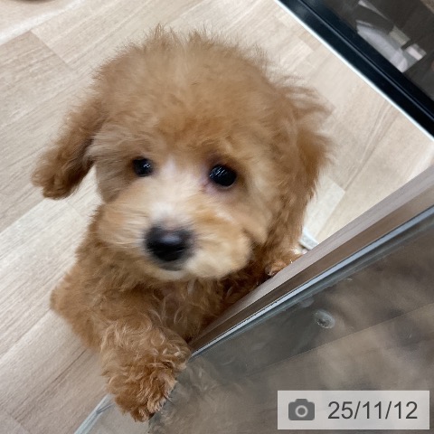 神奈川県のトイプードル(トイ) (ペットプラス 川崎ルフロン店/2025年8月18日生まれ/男の子/レッド)の子犬の3枚目の画像