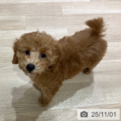 トイ・プードルの写真