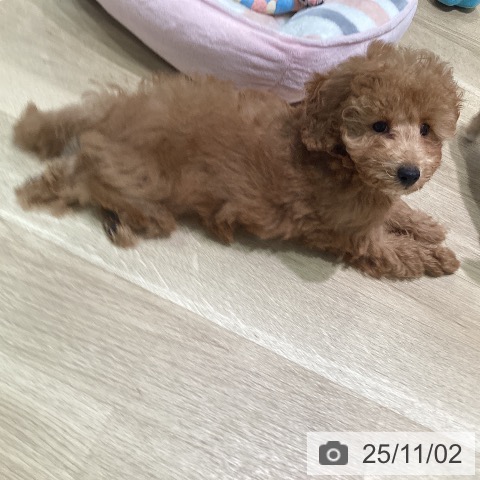 トイ・プードルの写真