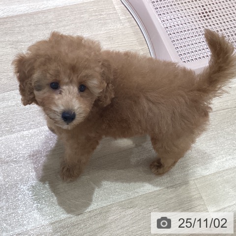 トイ・プードルの写真