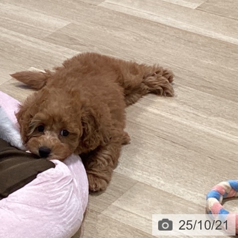 トイ・プードルの写真