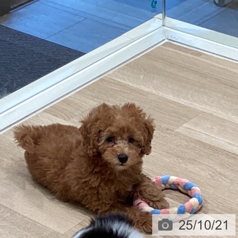 トイ・プードルの写真