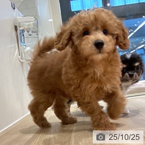 トイ・プードルの写真