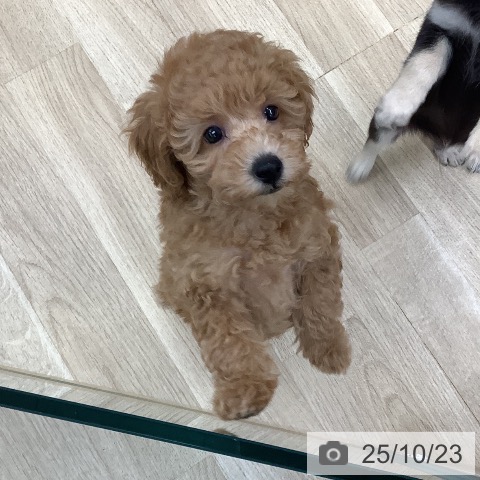 トイ・プードルの写真