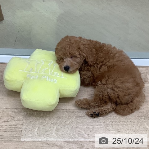 トイ・プードルの写真