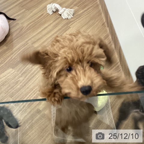 茨城県のトイプードル(トイ) (ペッツワン 阿見店/2025年8月18日生まれ/女の子/レッド)の子犬の3枚目の画像