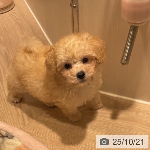 トイ・プードルの写真