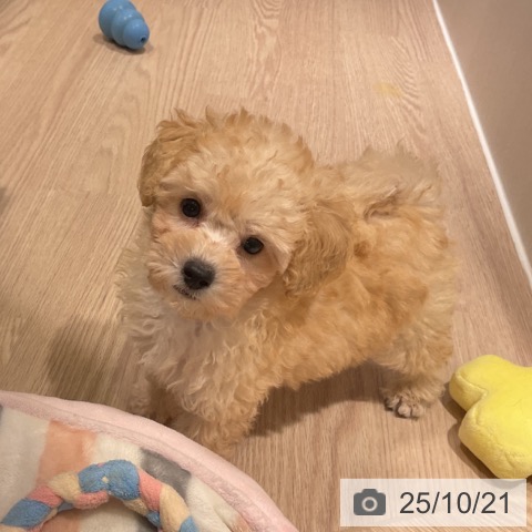 トイ・プードルの写真