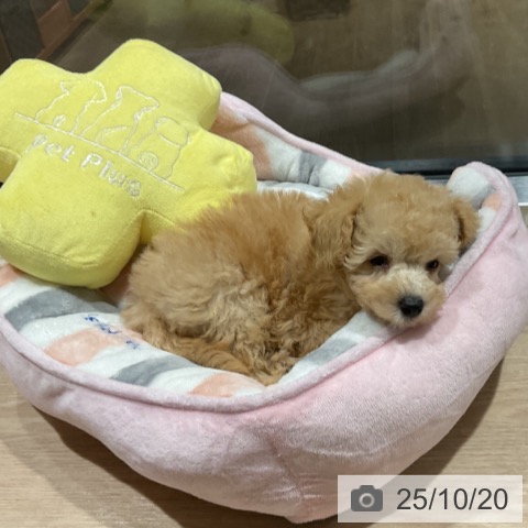 トイ・プードルの写真