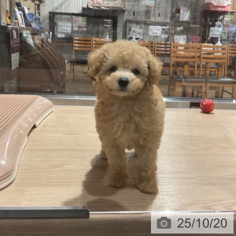 トイ・プードルの写真