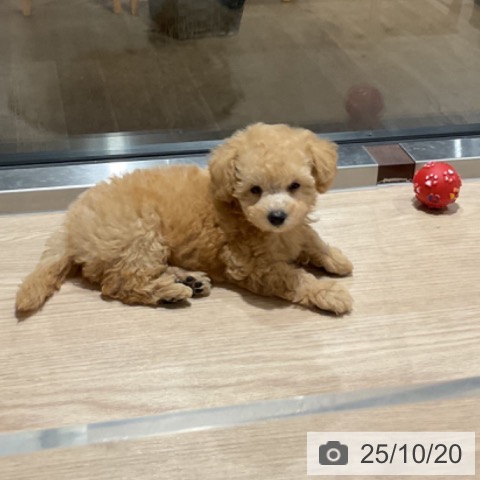 トイ・プードルの写真