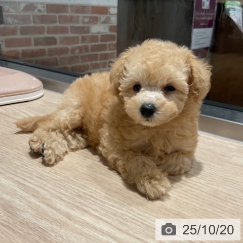 トイ・プードルの写真