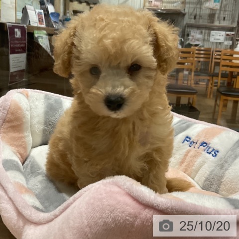 トイ・プードルの写真