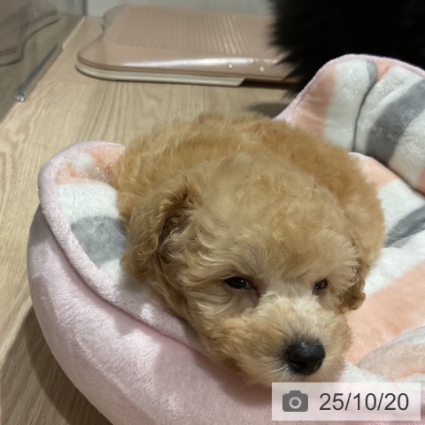 トイ・プードルの写真