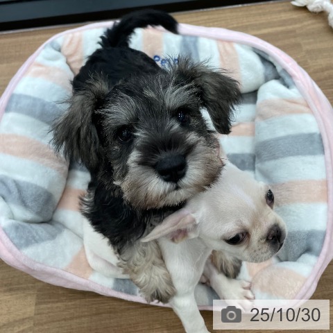 ミニチュア・シュナウザーの写真