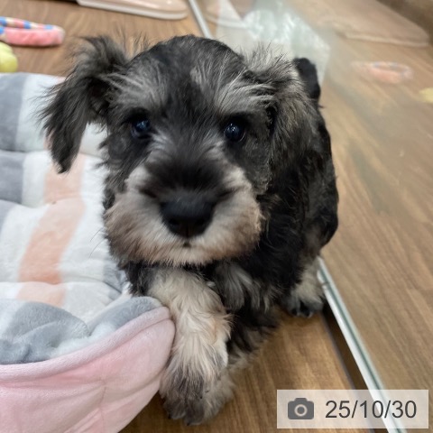 ミニチュア・シュナウザーの写真