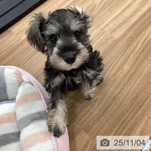 ミニチュア・シュナウザーの写真