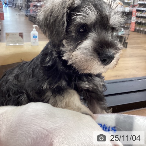 ミニチュア・シュナウザーの写真