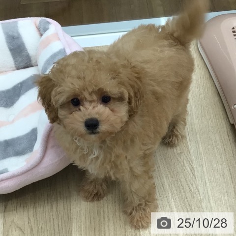 トイ・プードルの写真