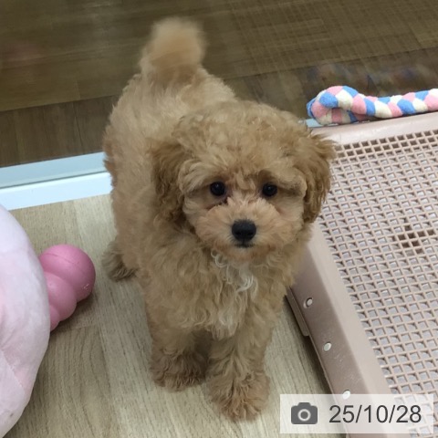 トイ・プードルの写真