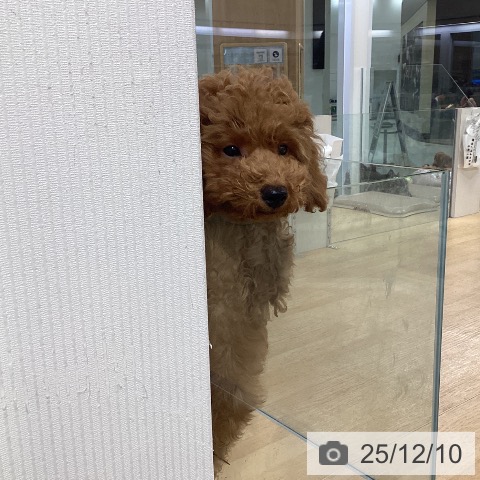 トイ・プードルの写真