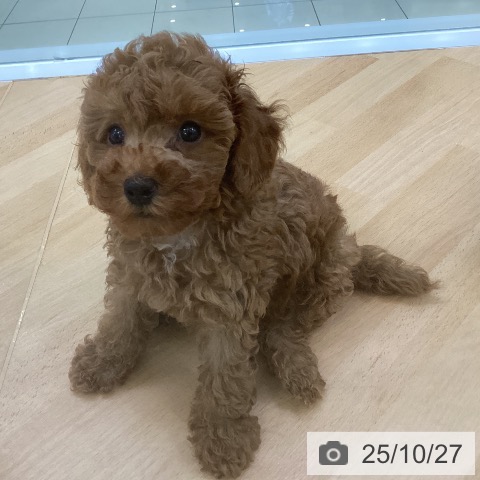 埼玉県のトイプードル(トイ) (ペットプラス 羽生店/2025年8月20日生まれ/男の子/レッド)の子犬の4枚目の画像