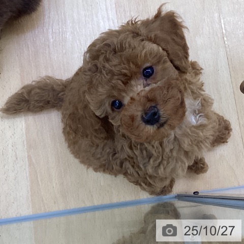 埼玉県のトイプードル(トイ) (ペットプラス 羽生店/2025年8月20日生まれ/男の子/レッド)の子犬の3枚目の画像