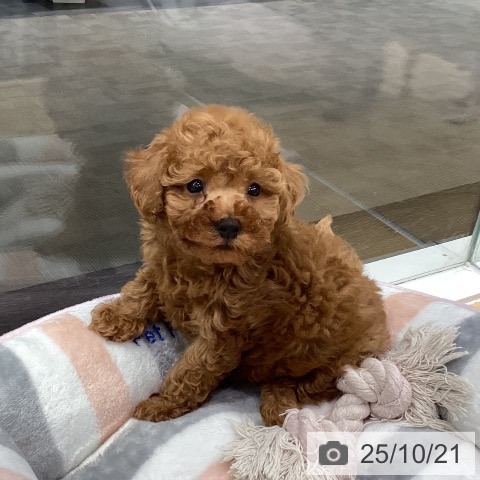 トイ・プードルの写真