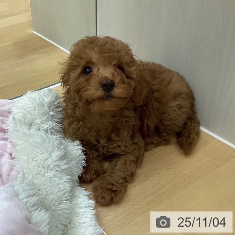 トイ・プードルの写真