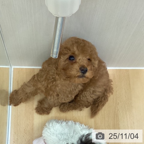 トイ・プードルの写真