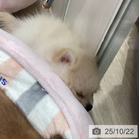 ポメラニアンの写真
