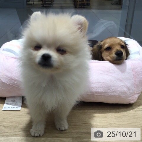 ポメラニアンの写真
