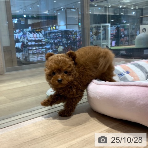 トイ・プードルの写真