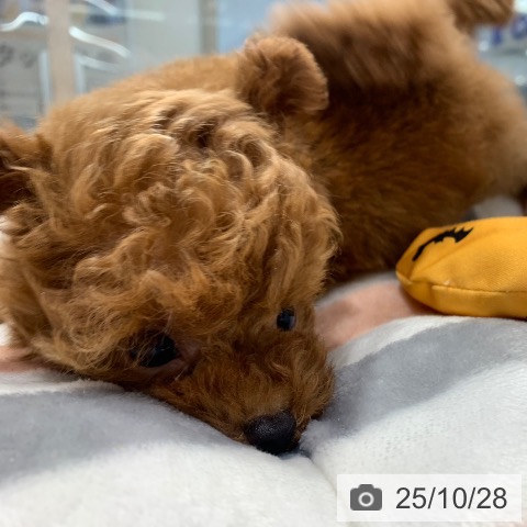 トイ・プードルの写真