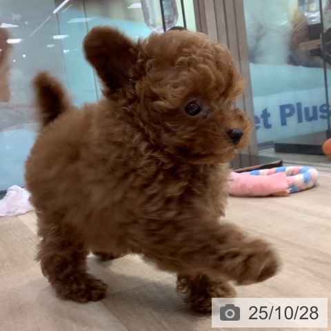 トイ・プードルの写真