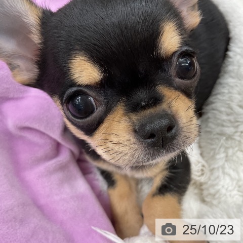 チワワの写真