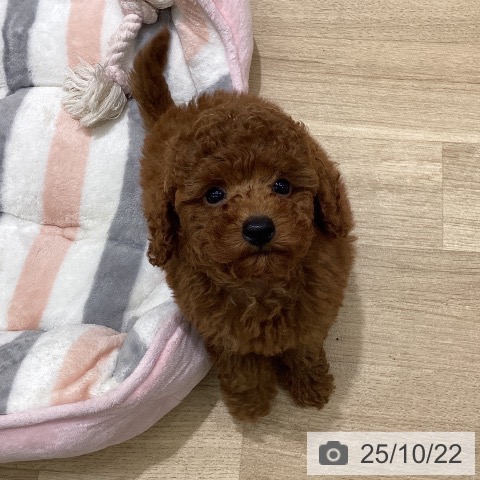 トイ・プードルの写真