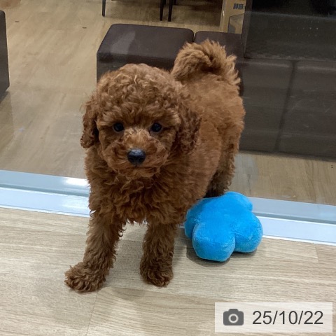 トイ・プードルの写真