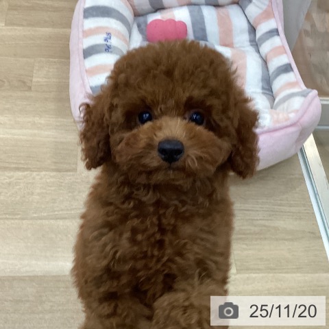 群馬県のトイプードル(トイ) (ペットプラス 前橋店/2025年8月20日生まれ/男の子/レッド)の子犬の4枚目の画像