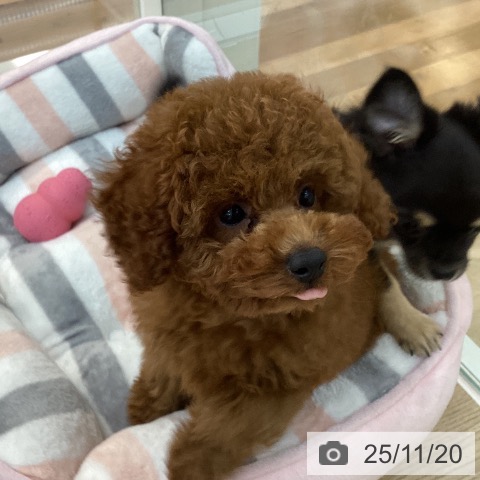 群馬県のトイプードル(トイ) (ペットプラス 前橋店/2025年8月20日生まれ/男の子/レッド)の子犬の3枚目の画像