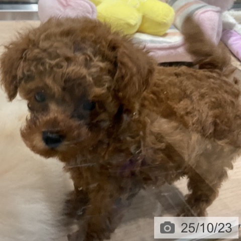 トイ・プードルの写真