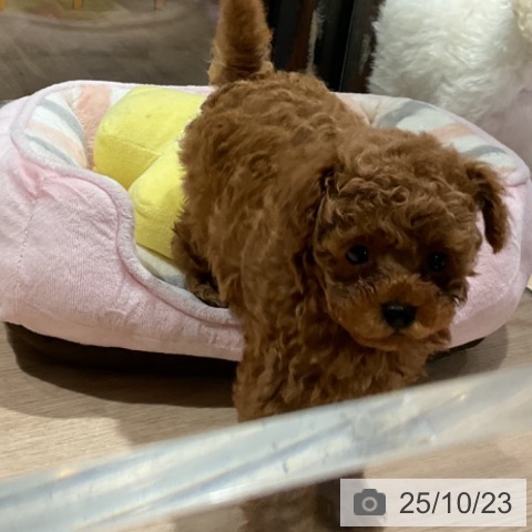 トイ・プードルの写真