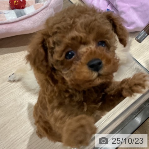 トイ・プードルの写真