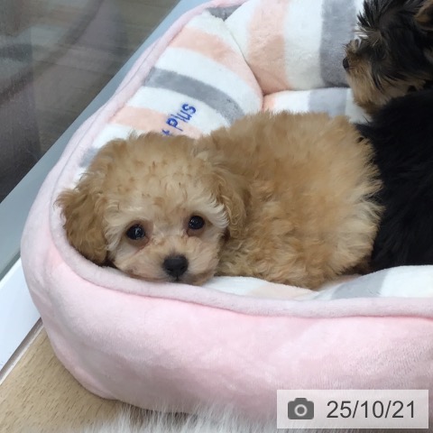 トイ・プードルの写真