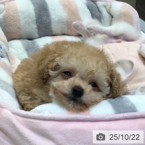 トイ・プードルの写真