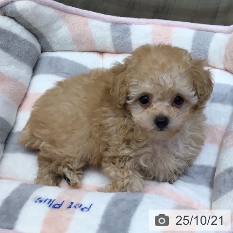 トイ・プードルの写真